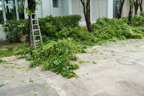 The Steps Involved in Our Tree Care Process in Lauderhill, FL